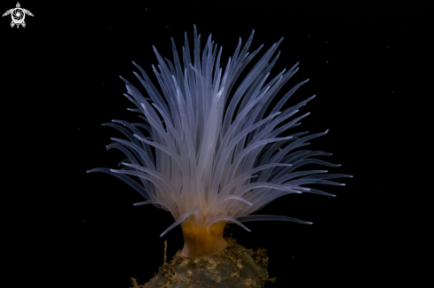 A Sea Loch Anemone