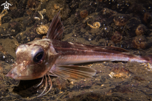 A Grey Gurnard