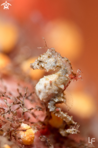 A Pontoh's pygmy seahorse