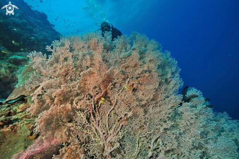 A Gorgonian coral