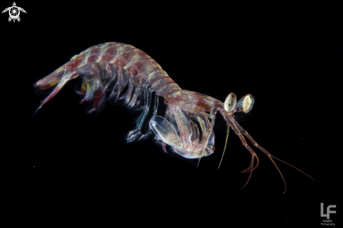 A Mantis shrimp