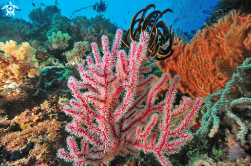 A soft corals