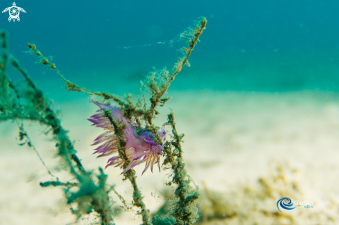 A Flabellina affinis