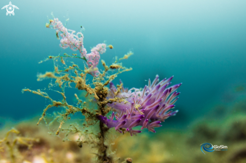 A Flabellina affinis | Flabellina affinis