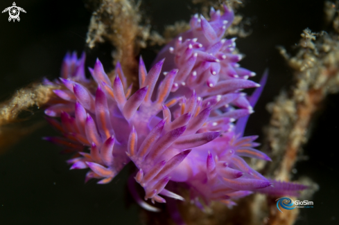 A Flabellina affinis