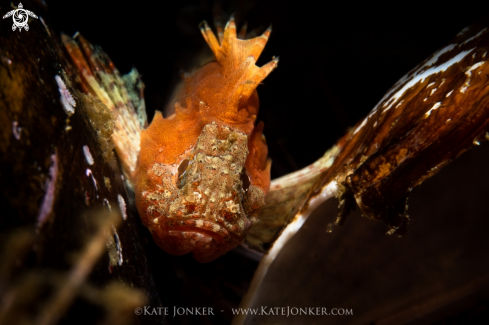 A Smoothskin Scorpion fish