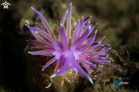 A Flabellina affinis | Flabellina affinis