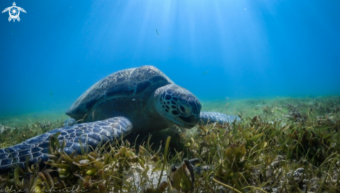 A Green turtle