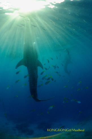 A Whale Shark