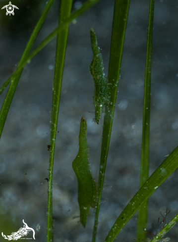 A Hippolyte inermis | shrimp