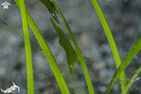 A Hippolyte inermis | shrimp