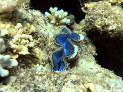 A Giant sea clams | Giant sea clams