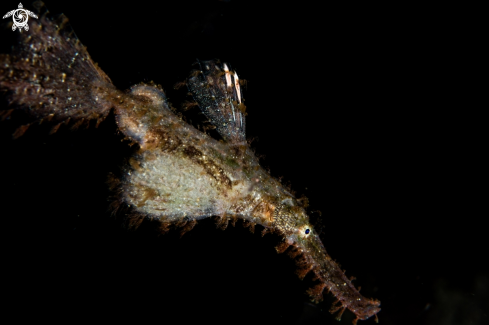 A Solenostomus cyanopterus | Roughsnout ghost pipefish