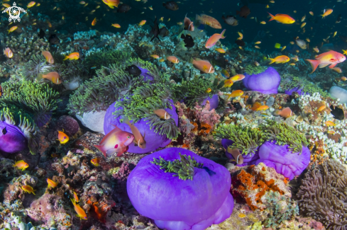 A Radianthus magnifica (formerly Heteractis magnifica) | Purple Anemones