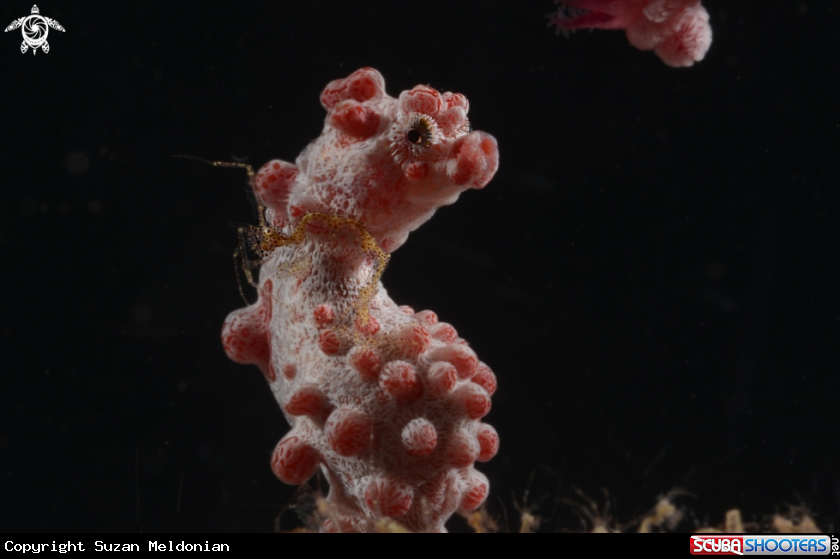 A Skeleton Shrimp on a Pygmy Seahorse