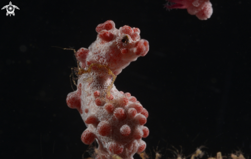 A Skeleton Shrimp on a Pygmy Seahorse