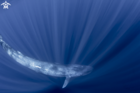A Balaenoptera musculus | Blue Whale