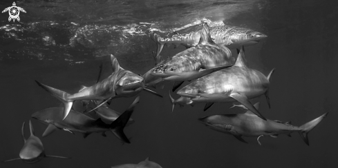 A Silky sharks 