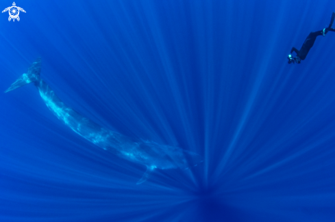 A Balaenoptera musculus; | Blue whale
