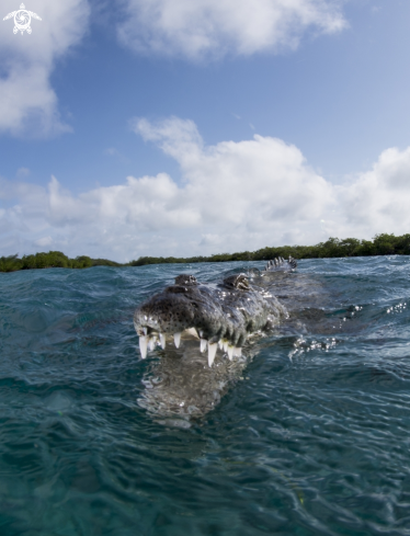 A Crocodylus acutus, | American Crocodile