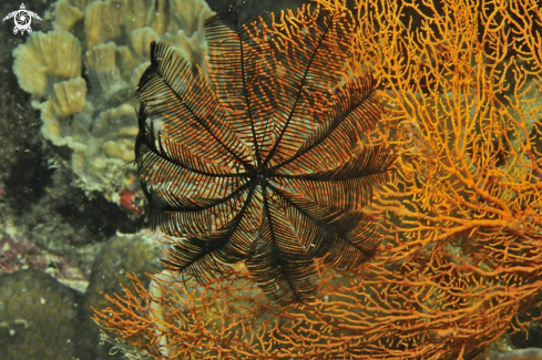 A feather star