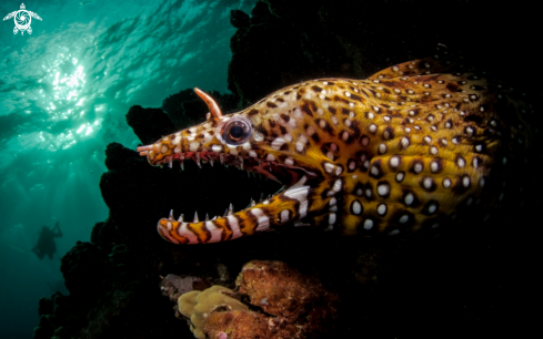 A Dragon Moray