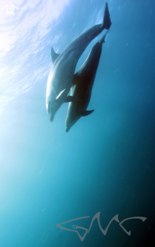 A Tursiops truncatus | Bottlenosed Dolphin