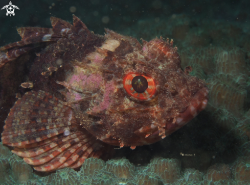 A Raggy Scorpionfish 