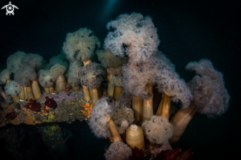 A Metridium Farcimen | Plumose Anemone