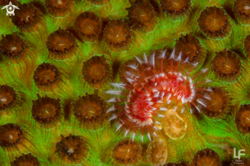 A Hard coral