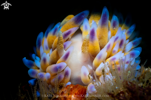 A Gasflame Nudibranch