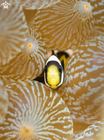 A Amphiprioninae | Clown Fish