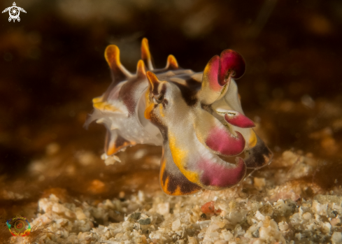 A Flamboyant cuttlefish - juvenile