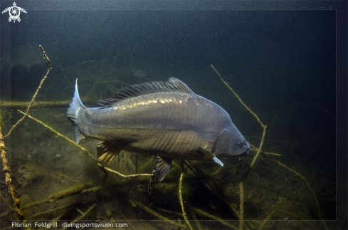 A (Cyprinus carpio) |  Karpfen