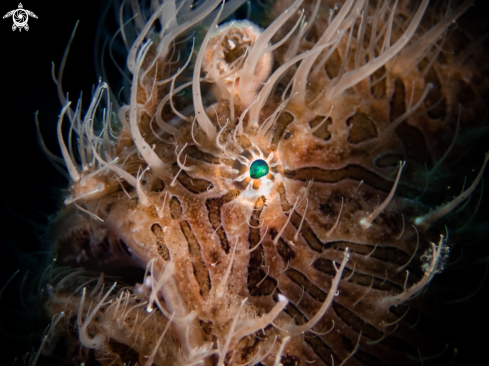 A hairy frogfish