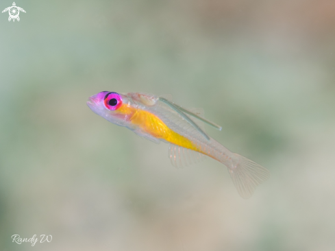 A Goby Fish