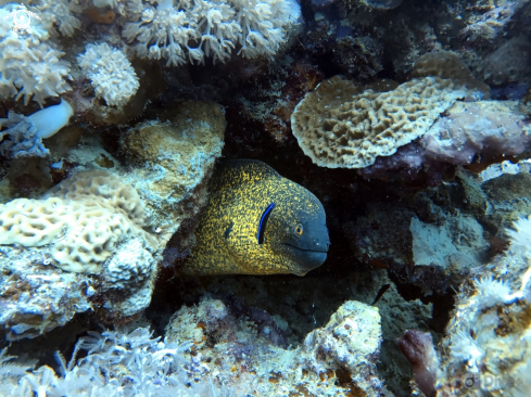 A Gymnothorax flavimarginatus | Yellow margin moray