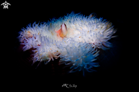 A Anemone Fish | Fish