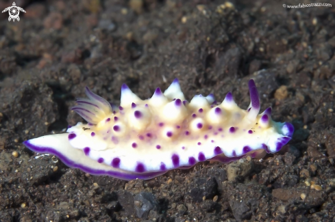 A Nudibranch