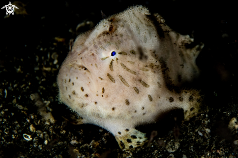 A Hairy frogfish