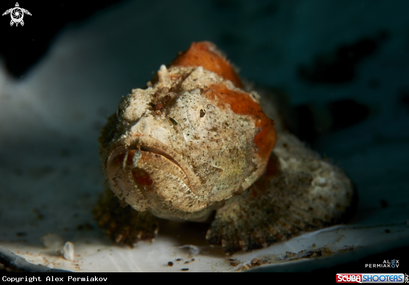 A Stonefish