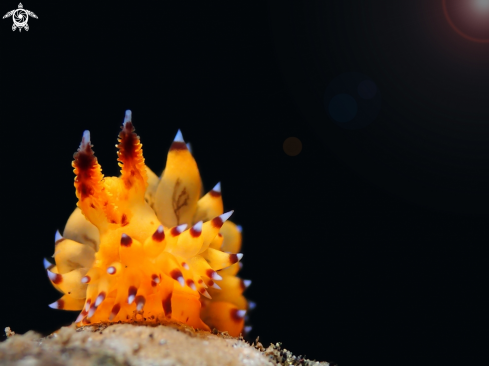 A Janolus sp | Nudibranch