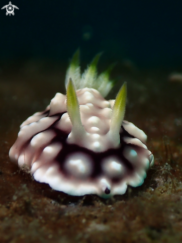 A Goniobranchus geometricus | Nudibranch