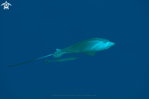 A Aetobatus ocellatus | Eagle Ray