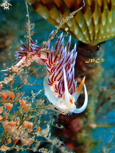 A Cratena peregrina | Limace pélerine