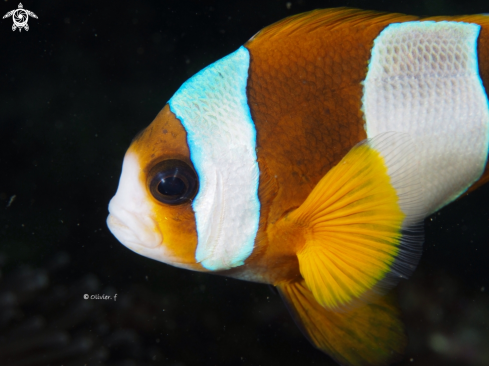 A Amphiprion latifasciatus  | Madagascar anemonefish 