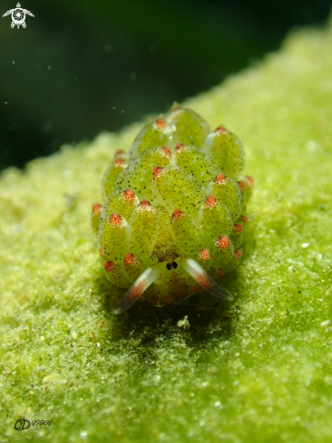 A sheep nudibranch