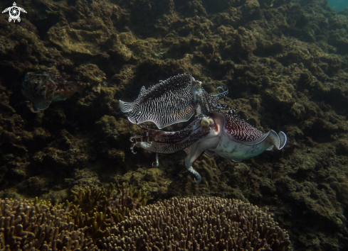 A Cuttlefish 