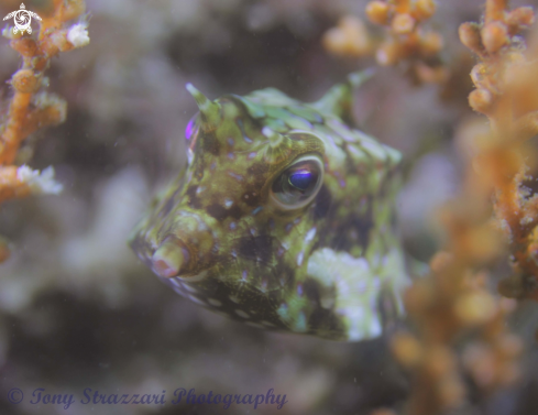 A Lactoria fornasini | Thorny-back cowfish