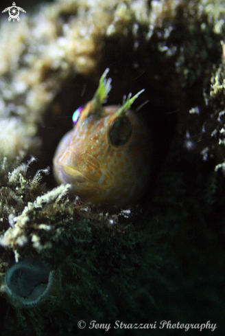 A Parablennius intermedius | Horned blenny